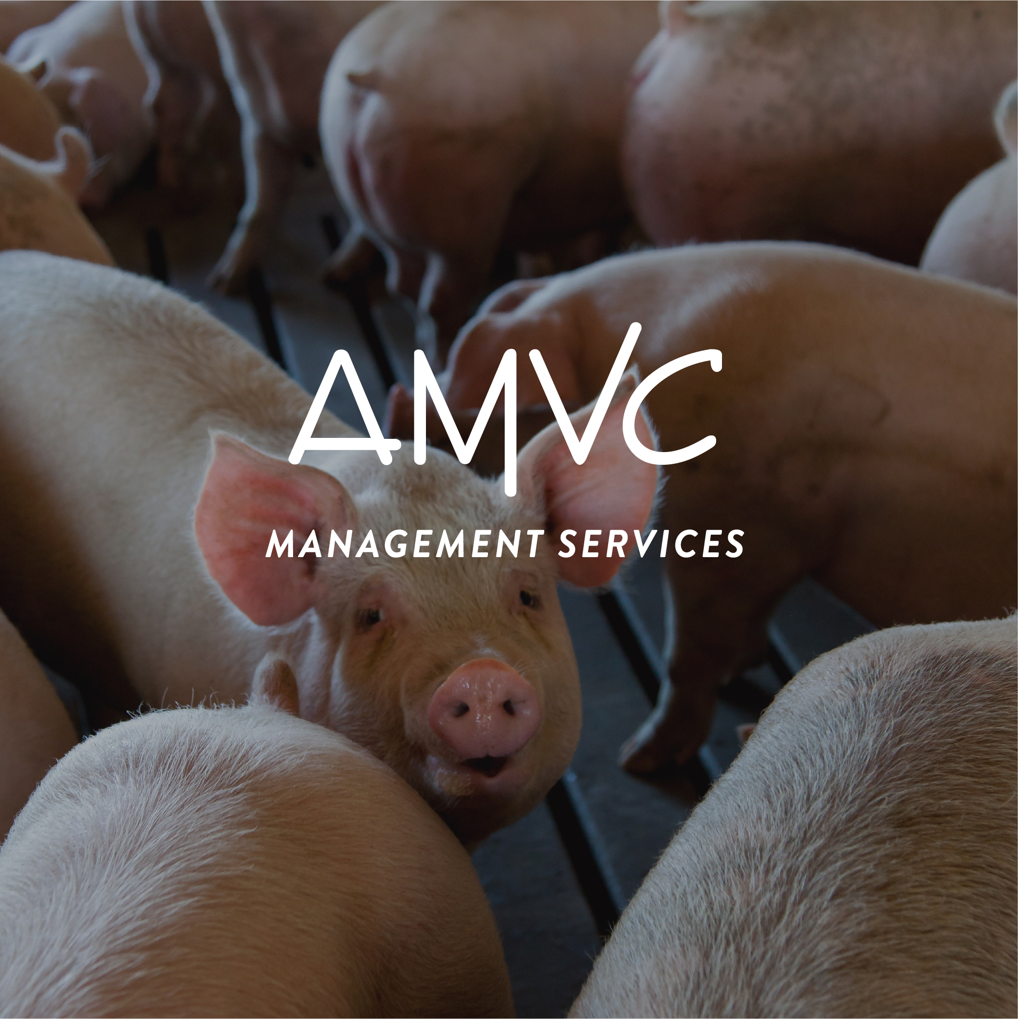 AMVC